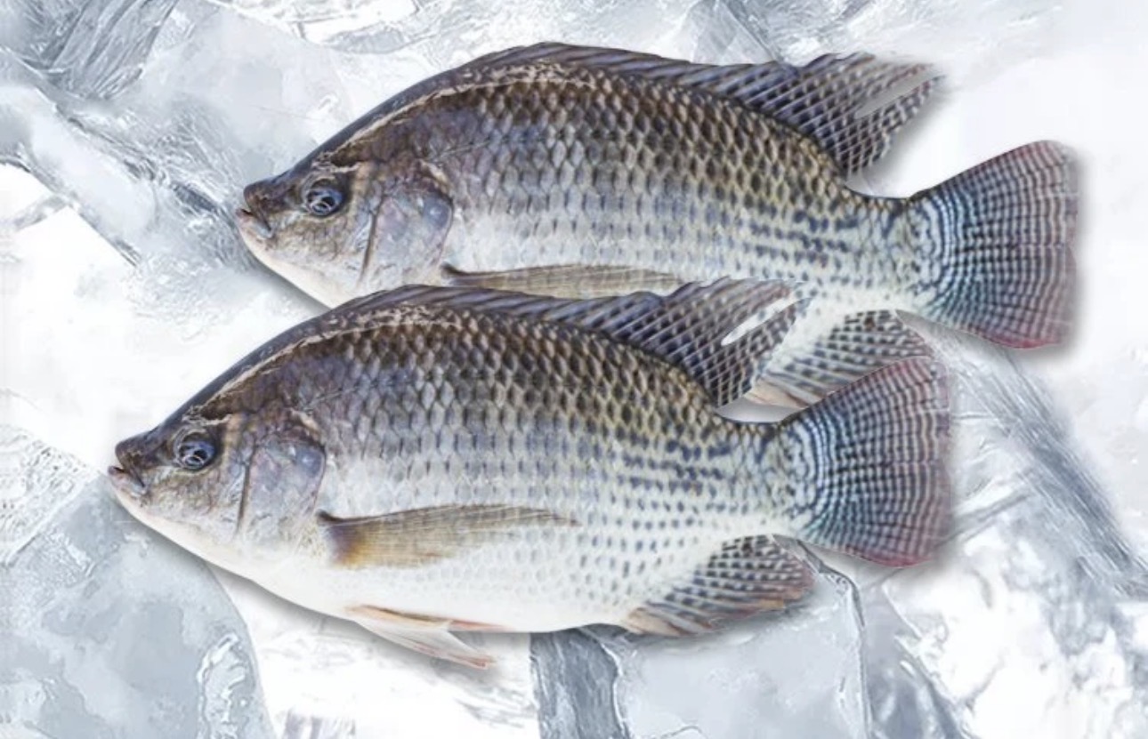 Tilapia 500-800 g
