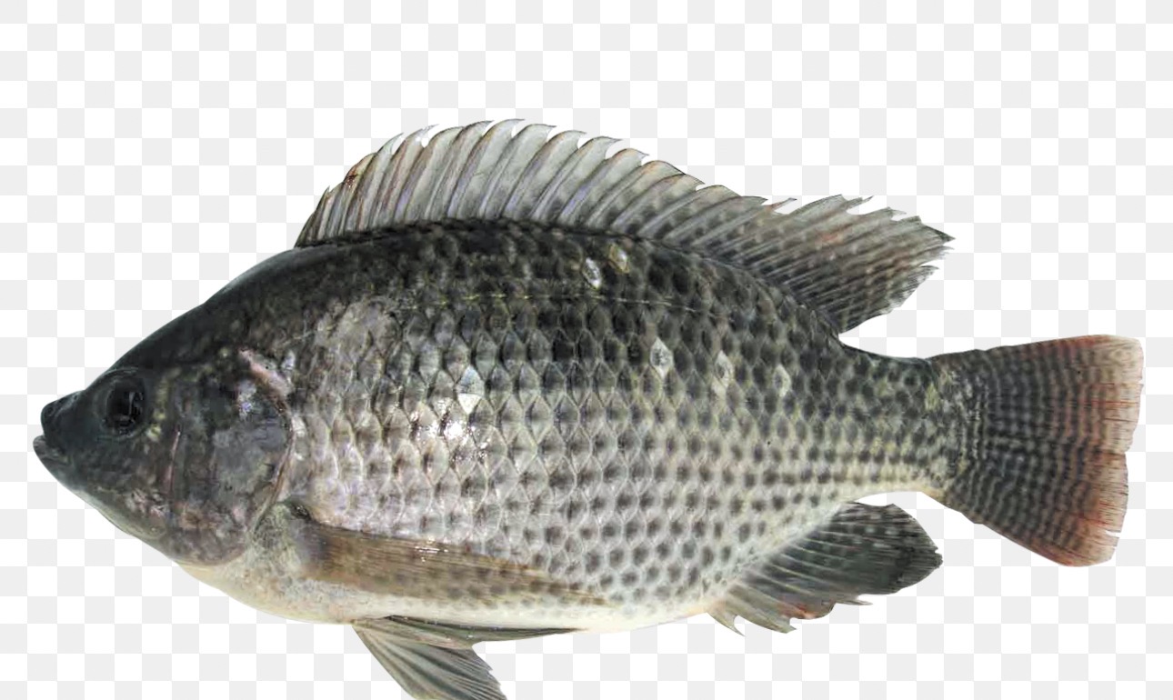 Tilapia 300-500g