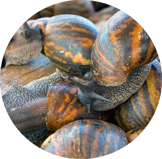 Escargot suegelé
