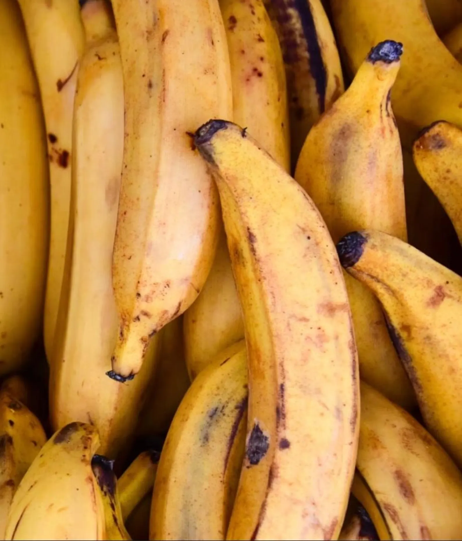 Banane Plantain