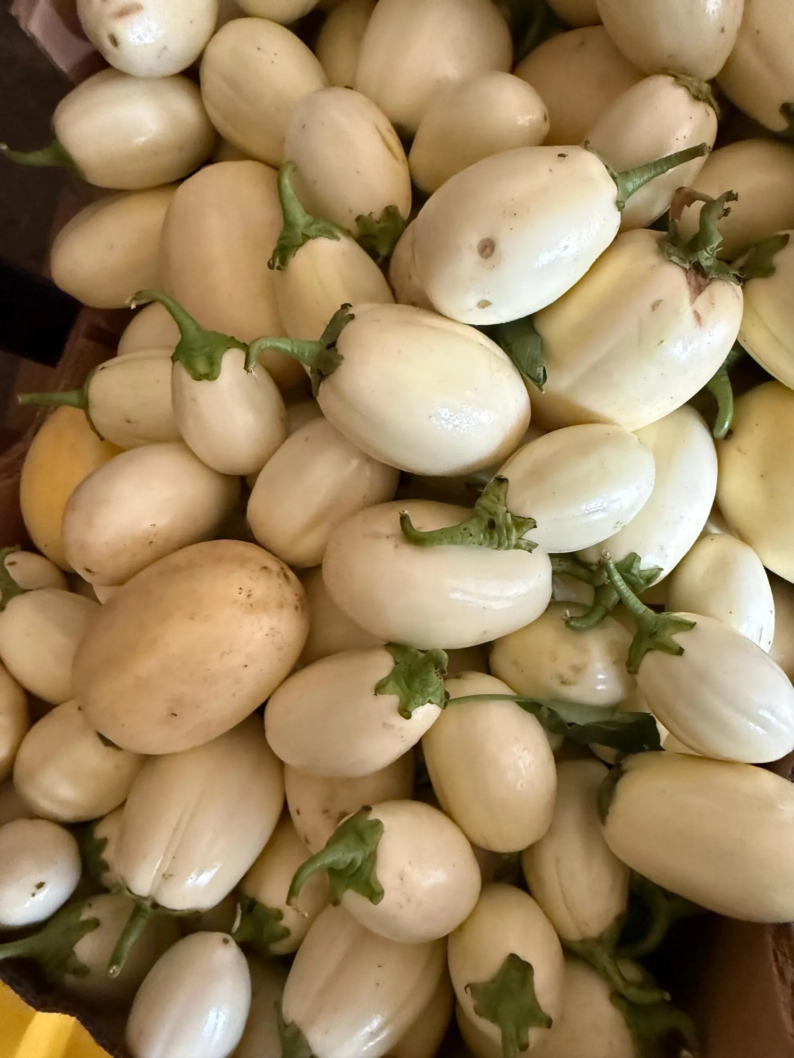 Aubergine frais