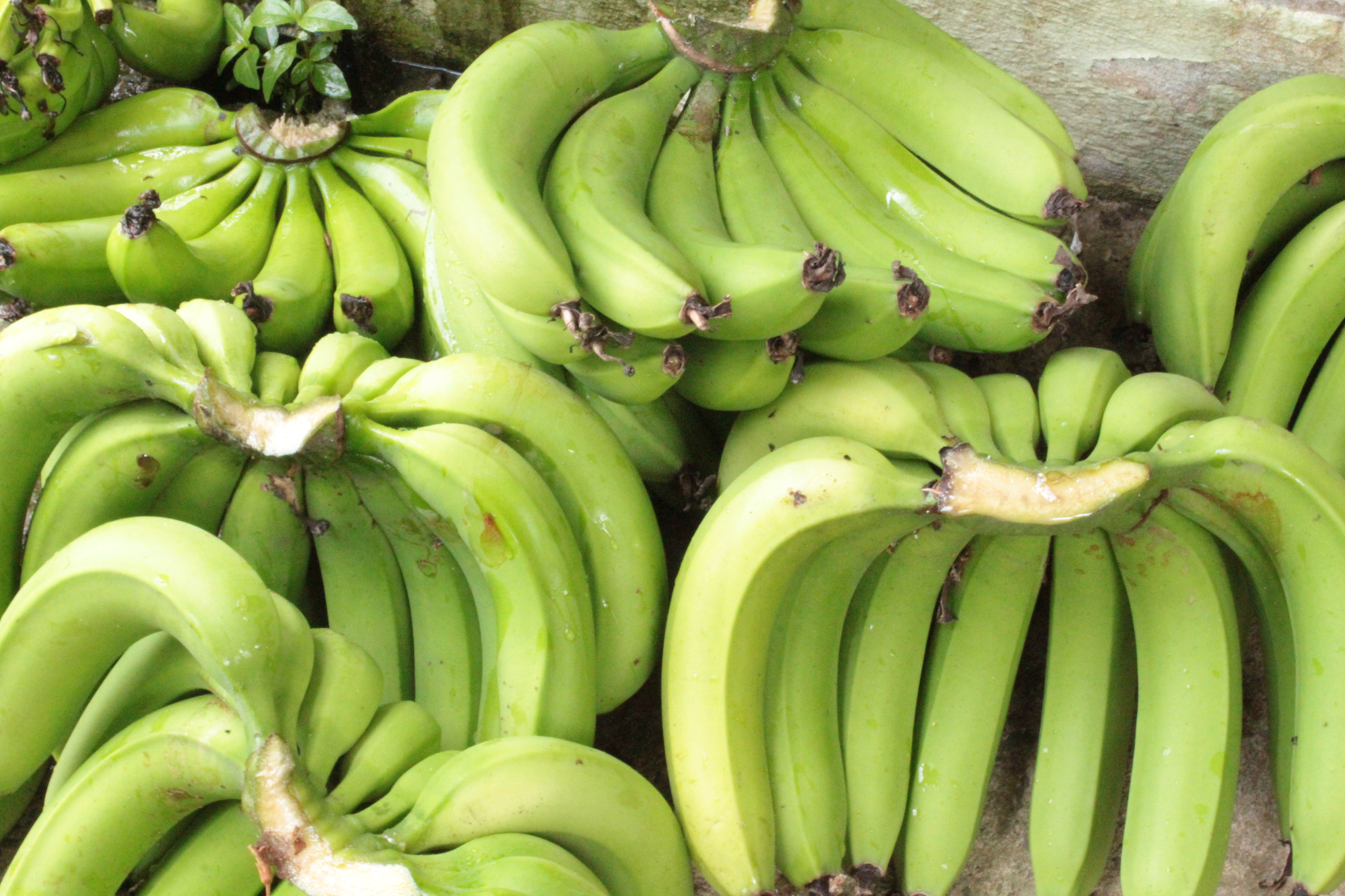 banane verte /KG
